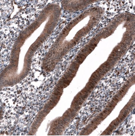 ID1 Antibody (CL11981)