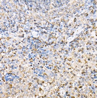 I-Ab Antibody - Azide and BSA Free
