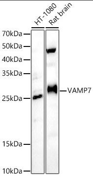 VAMP-7 Antibody - Azide and BSA Free