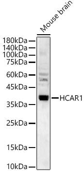 GPR81 Antibody