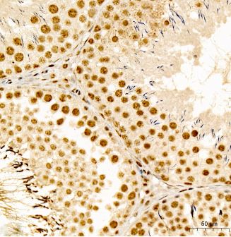 Smad2 [p Ser467] Antibody - Azide and BSA Free