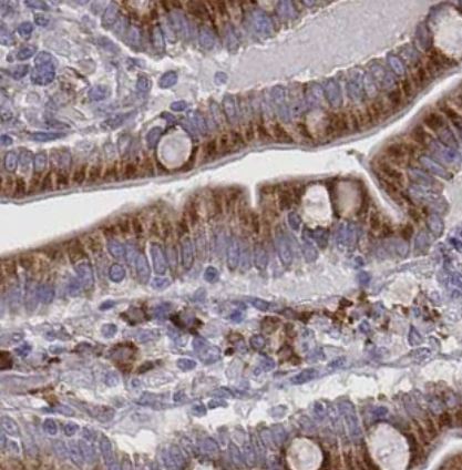 SELI Antibody