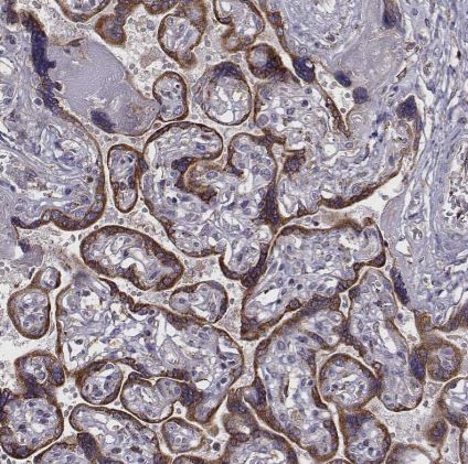 SELI Antibody