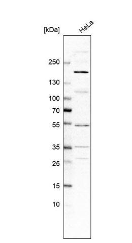 BAI2 Antibody
