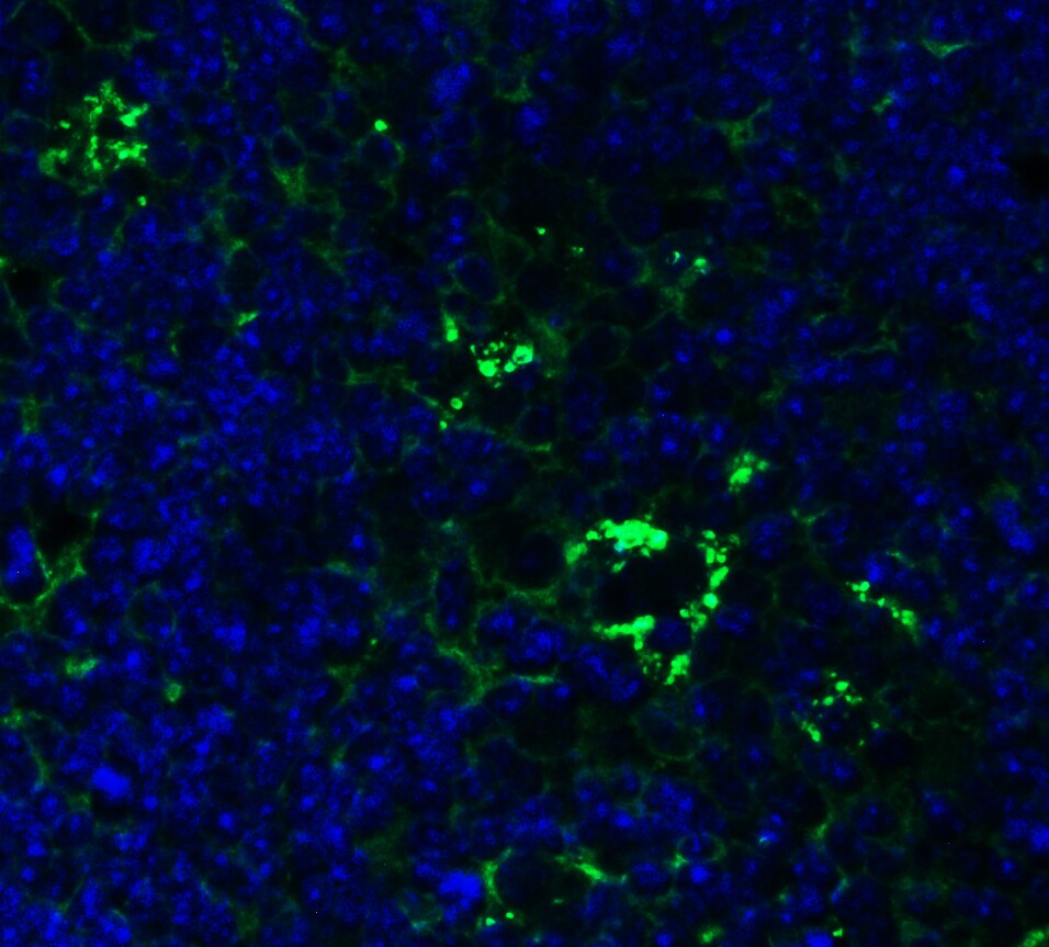 PEX10 Antibody - BSA Free