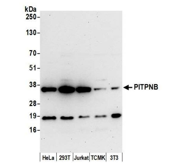 PITPNB Antibody