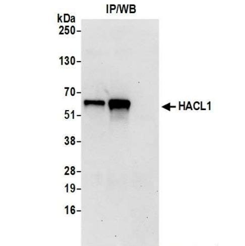 HPCL Antibody