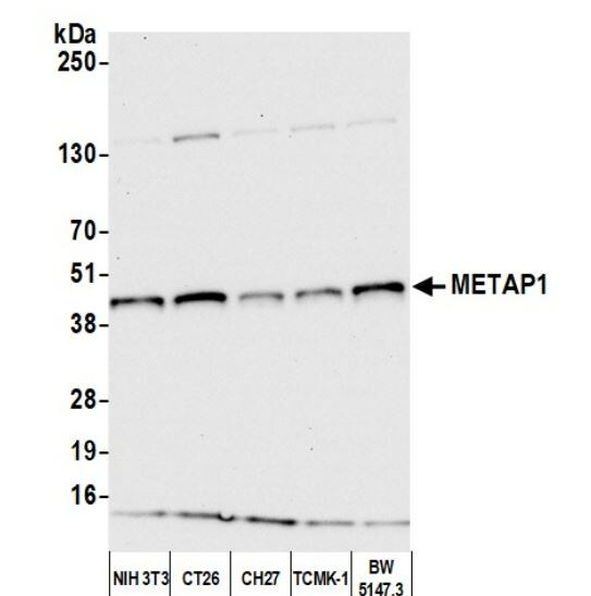 Methionine Aminopeptidase 1/METAP1 Antibody