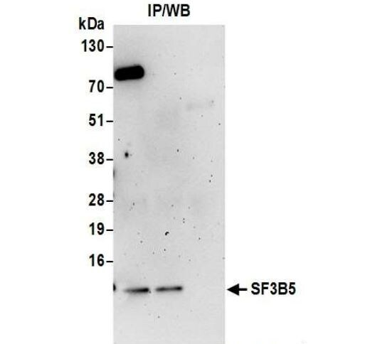 SF3B5 Antibody