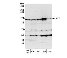 WIZ Antibody