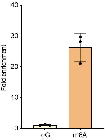 N6-methyladenosine (m6A) Antibody - BSA Free