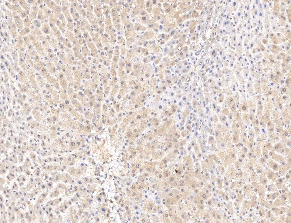 RNF25 Antibody