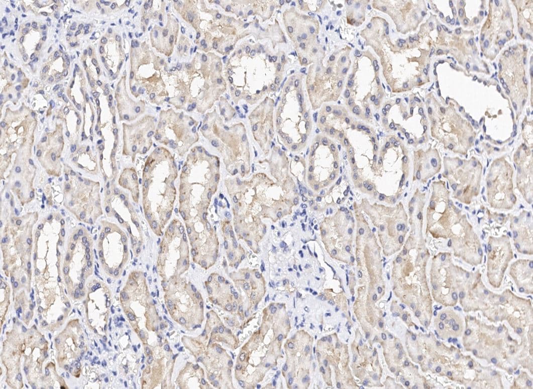 GPN3 Antibody