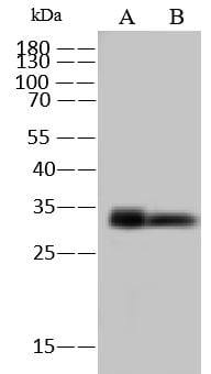 GPN3 Antibody