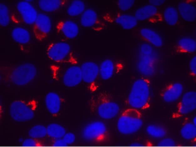 dsRNA Antibody (1D3) - Chimeric - Azide and BSA Free