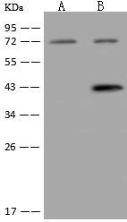 KIAA1958 Antibody
