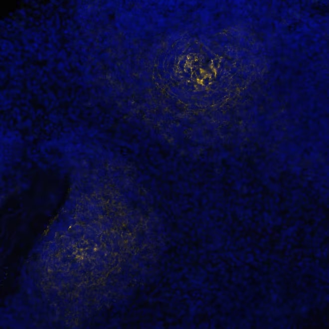CD21 Antibody (CL14552) - BSA Free CD21 Antibody (CL14552) - BSA Free