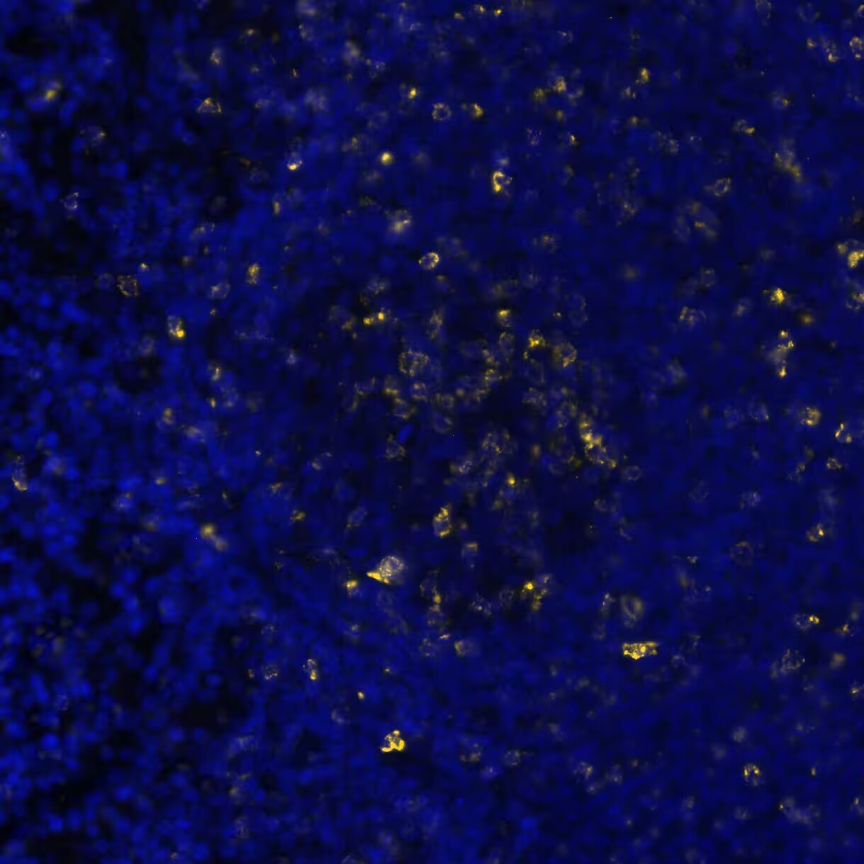 CTLA-4 Antibody (CTLA4/6864R)