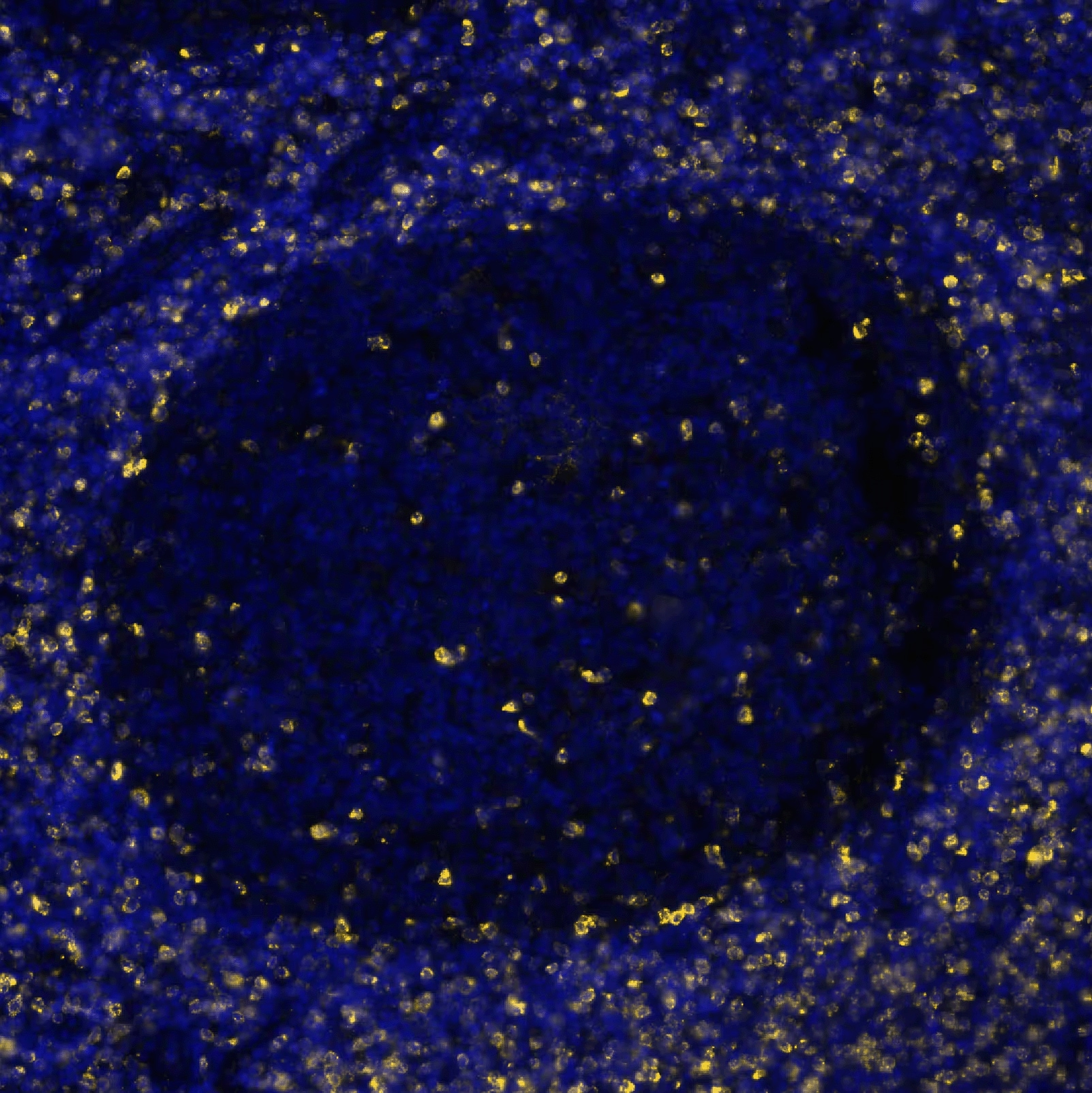 CTLA-4 Antibody (CTLA4/6864R)
