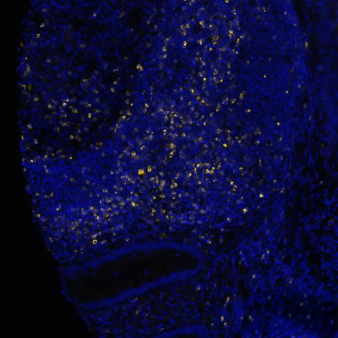 CTLA-4 Antibody (CTLA4/6864R)