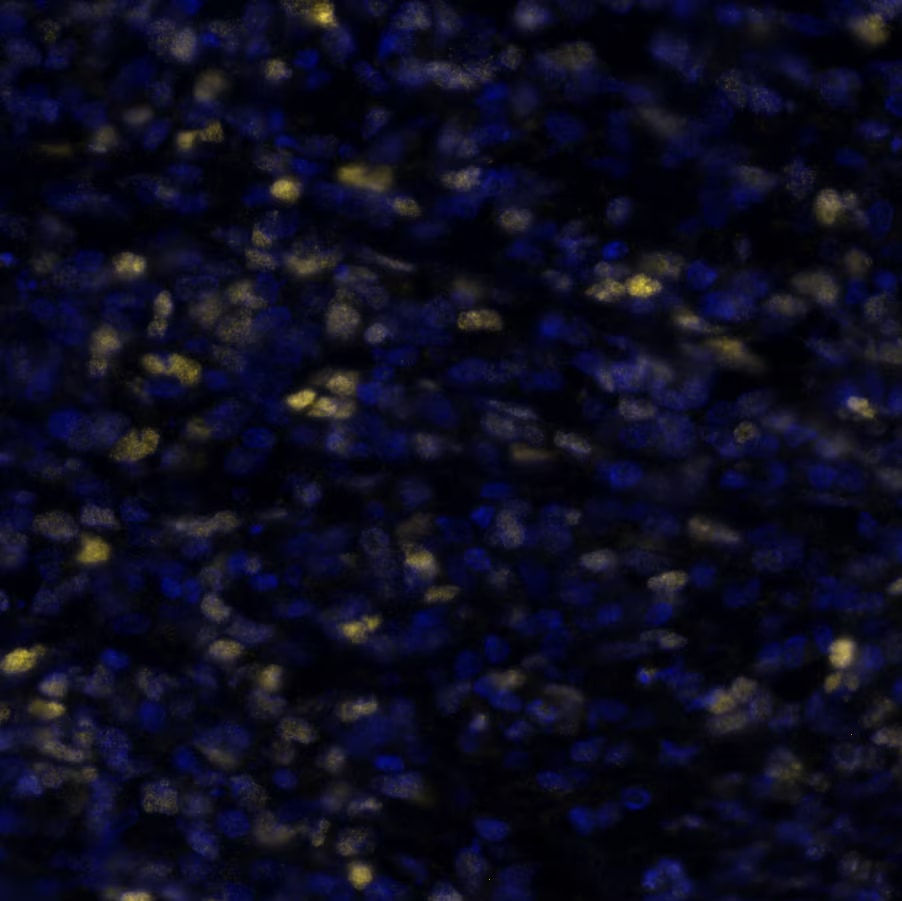 c-Myc Antibody (MYC/7854R)