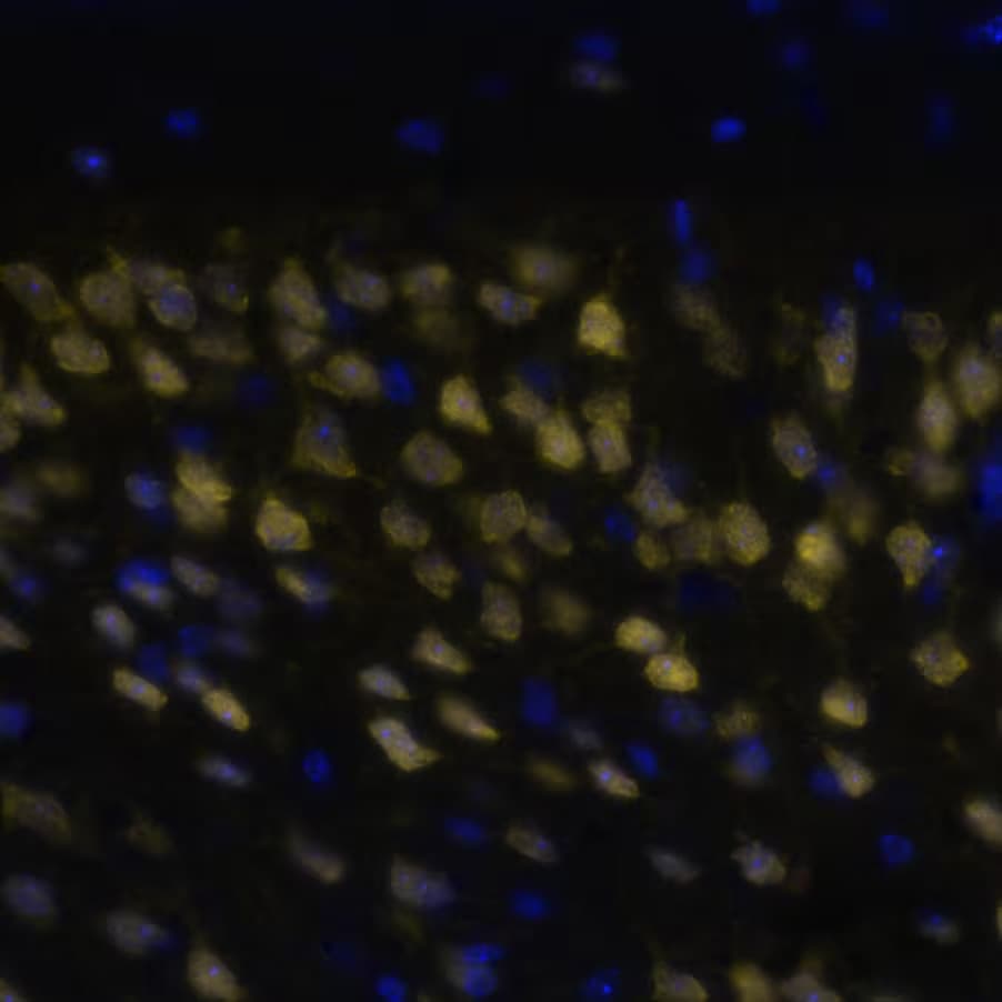 RBFOX3/NeuN Antibody (CL11896) - BSA Free