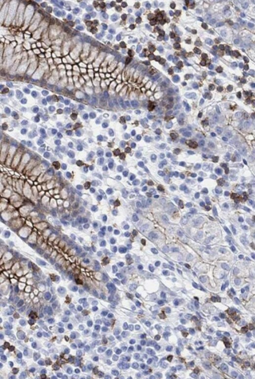 TDAG8/GPR65 Antibody - BSA Free