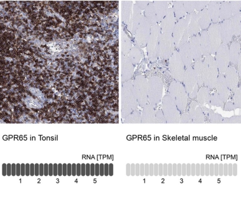 TDAG8/GPR65 Antibody - BSA Free