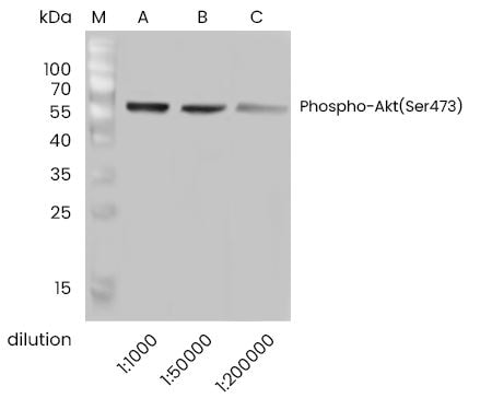 AKT1 [p Ser473] Antibody (0113)