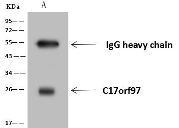 LIAT1 Antibody