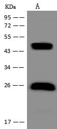 LIAT1 Antibody