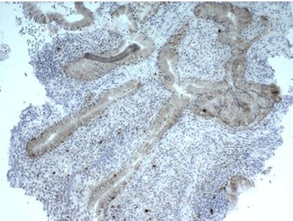 LAG-3 Antibody (L4-PL33) - BSA Free