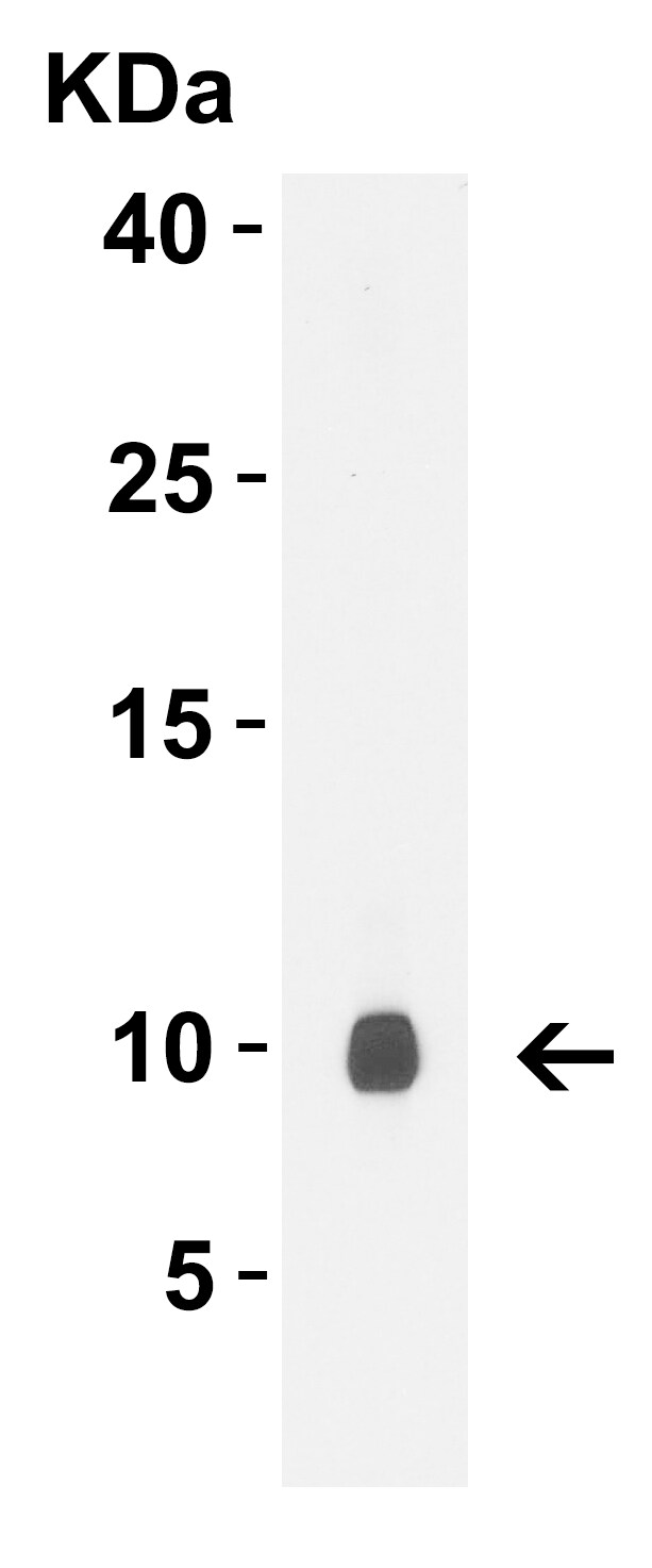 rpmB/L28 Antibody - C-terminus - BSA Free