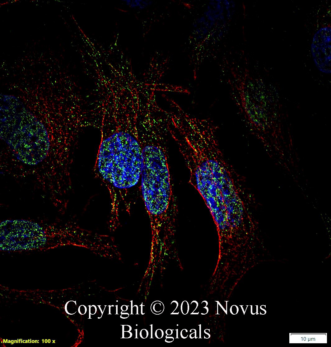 MUC2 Antibody MUC2 in HepG2 Human Cell Line.