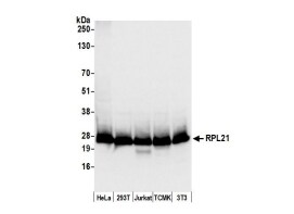 RPL21 Antibody - BSA Free
