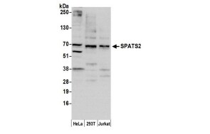 SPATS2 Antibody - BSA Free