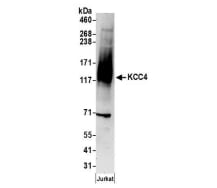 KCC4/SLC12A7 Antibody - BSA Free