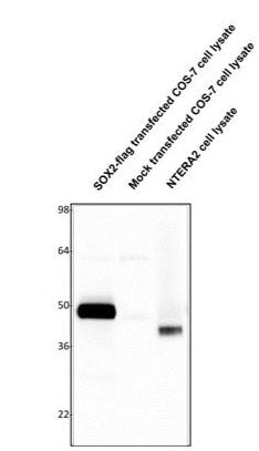 SOX2 Antibody