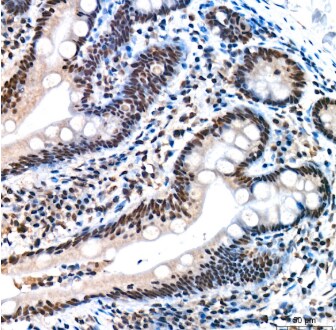 REPIN1 Antibody (2X2E9)