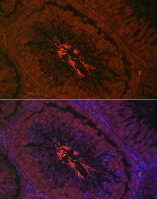AKAP4 Antibody - BSA Free