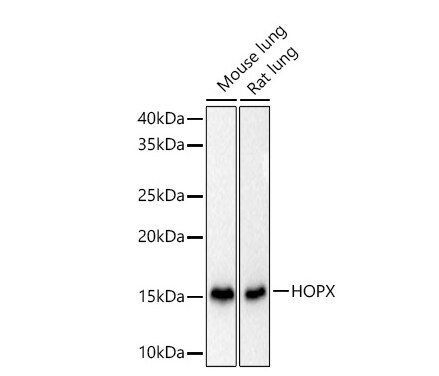 HOP Antibody - BSA Free