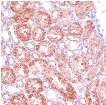 SHMT1 Antibody