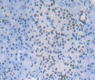 Kallikrein 12 Antibody