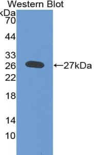 Heparan Sulfate Proteoglycan 2 Antibody (C2)