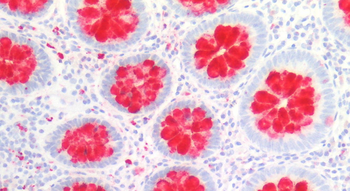 FCGBP Antibody
