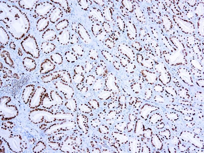 ERG Antibody (EP111)