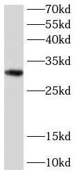 BTG3 Antibody - BSA Free