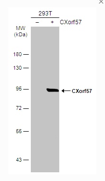 RADX Antibody