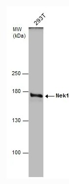 NEK1 Antibody