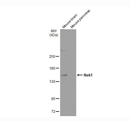 NEK1 Antibody